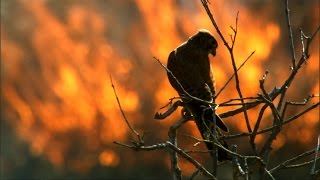 Fire and Feathers  Madagascar w David Attenborough  BBC Earth [upl. by Arym881]