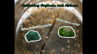 How To Culture Daphnia and Moinas using Green Water Spirulina powder [upl. by Oileve90]