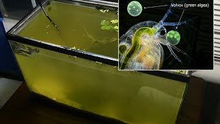 Raising Daphnia for the Freshwater Aquarium [upl. by Rayle330]