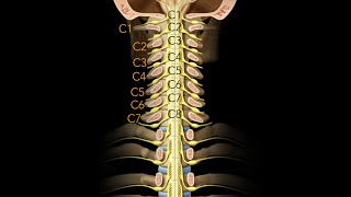 Spinal cord Segmentation [upl. by Hedaza]