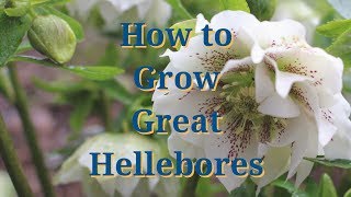 How to Grow Great Hellebores [upl. by Brandes14]