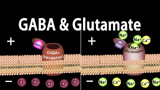 Neuroscience Basics GABA and Glutamate Animation [upl. by Inan]