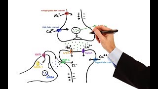 Pharmacology  ANTIEPILEPTIC DRUGS MADE EASY [upl. by Yrrab]