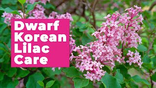 How to care for Dwarf Korean Lilac [upl. by Roxanna]