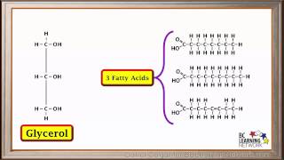 WCLN  Synthesis and hydrolysis of fats  Biology [upl. by Airamesor]