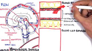 Bacterial Meningitis Pathophysiology [upl. by Mccreery]