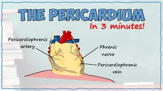 The Pericardium [upl. by Aglo]