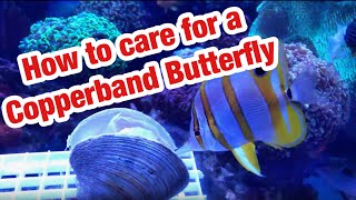 How to Care for a Copperband Butterfly  Saltwater AquariumReefTank Fish [upl. by Valera393]