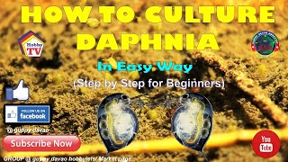 HOW TO CULTURE DAPHNIA In Easy Way [upl. by Cori]