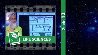 Plant Hormones [upl. by Dnomso787]