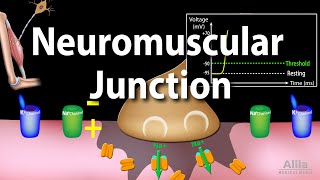 Neuromuscular Junction Animation [upl. by Enej]