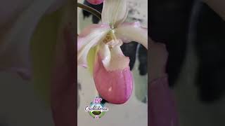 Phragmipedium vs Paphiopedilum Shorts [upl. by Meador144]